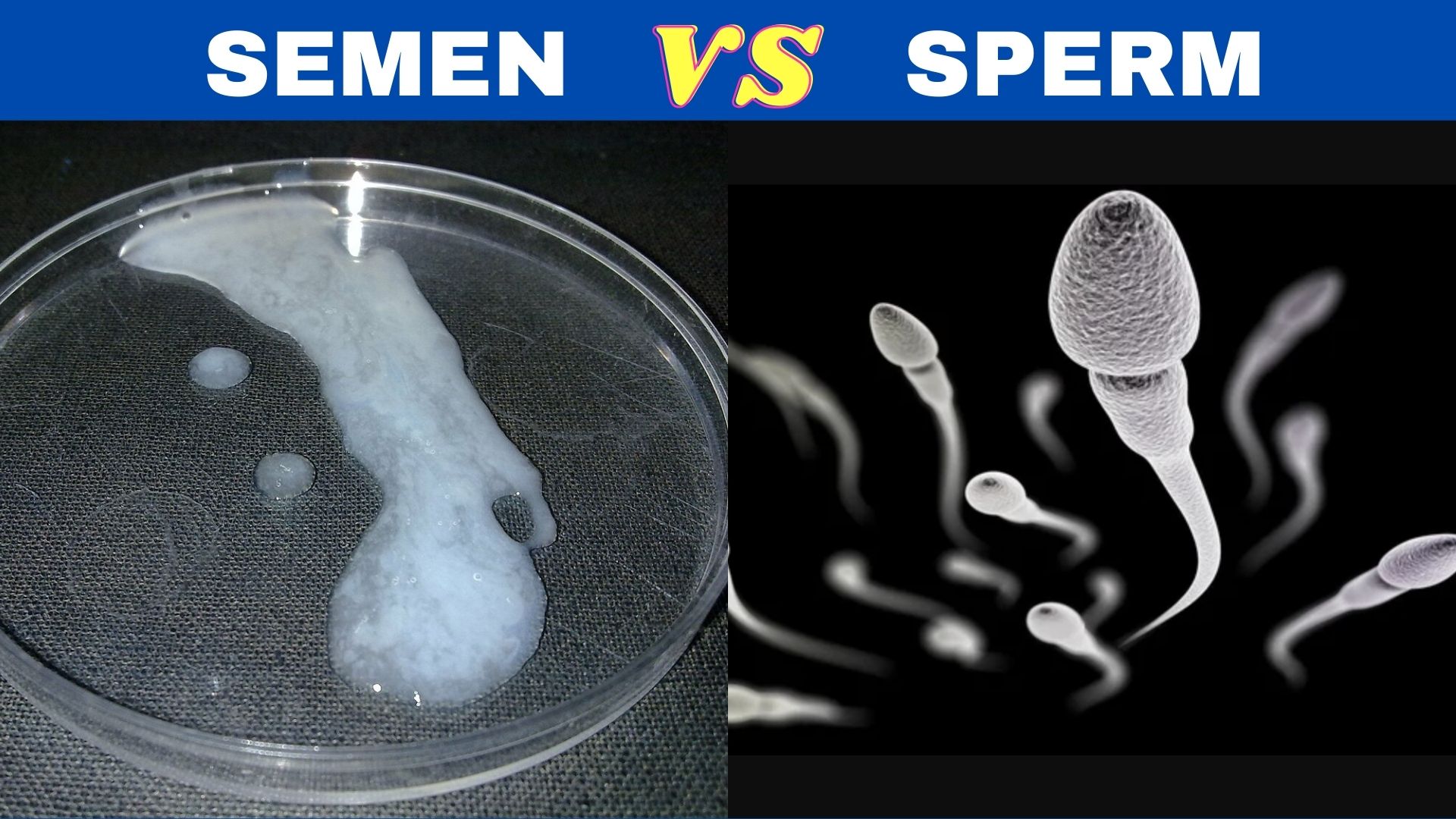 Difference Between Semen And Sperm Lets Differentiate